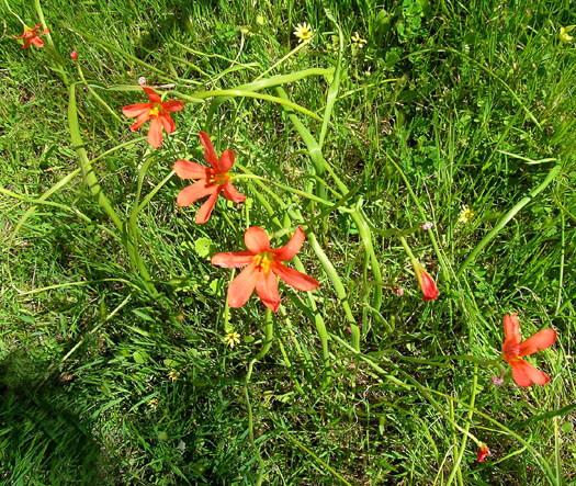 DSCN8888 Orange Lilies in the Wild