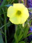 DSCN8909 Delicate Yellow Spring Flower