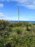 DSCN9054 Overlooking Cape Leeuwin