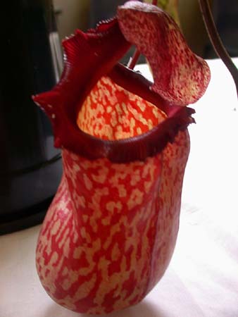 6 Red Gourd-type Pitcher Plant