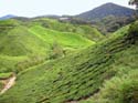 03 Rolling Hills of Tea Plants