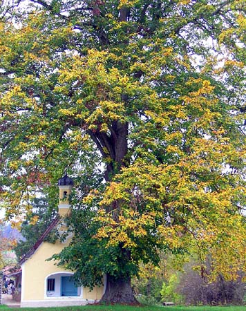 Chapel and Golden Tree