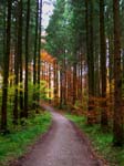 Path through Bavarian Forest