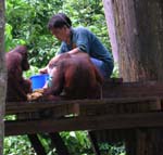 Borneo--Ranger Feeds the Orangutans at Sepiloc Sanctuary