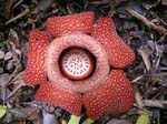 Rafflesia--World's Largest Flower, Borneo Jungle