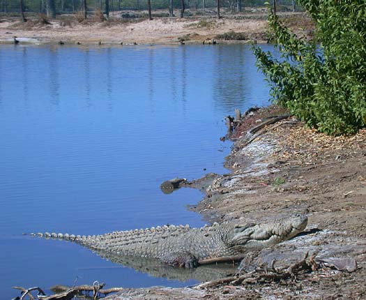 002 A Queensland Croc
