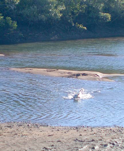 003 Dog Swimming in Croc-Infested Creek