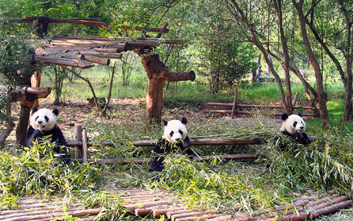 07 Three pandas posing