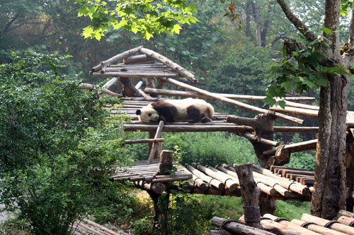08 Panda relaxing in his environment