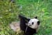 04 Playful Panda Lying in Grass