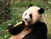 09 Portrait Panda Eating