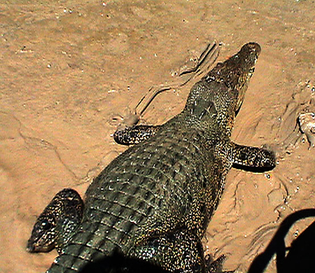 07 Croc in the Mud