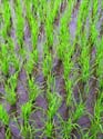 08 Indonesian Rice Fields