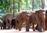 DSCN0012 Elephants with baby Sri Lanka
