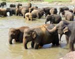DSCN0025 Elephants bathing Sri Lanka