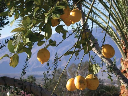 DSCN8726 Lemons against Mountains