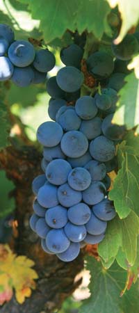 IMG_4697 Delectable.  A Vineyard in Canet, France