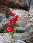 DSCN8241 Red Flowers in Rock Garden Mt Tomah