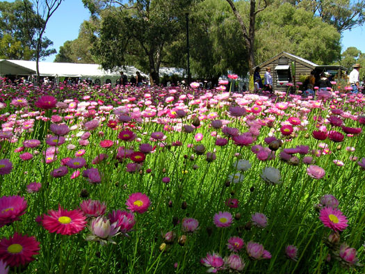 DSCN9269 Wildflower Festival in Kings Park, Perth
