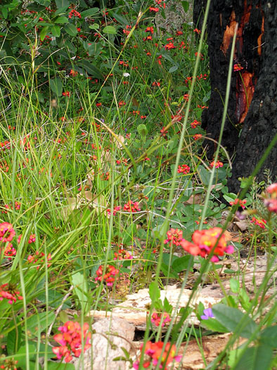 DSCN8974 Fields of Orange-Red Flowers against Burnt-Out Tree