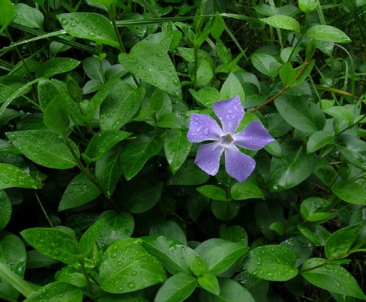 DSCN8995 Delicate blue wildfllower after a rain