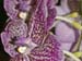 3 Purple Orchid Close-up