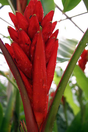 12 Red Flower Stalk after Rain