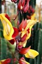 13 Red & yellow flower, Highlands