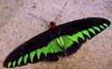 15 Black&Green Butterfly