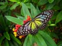 16 Yellow&Brown Butterfly