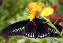 17 Butterfly feeds on yellow flower