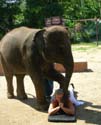 Ret Elephant Massage 2