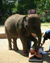 Ret Elephant Massage 3