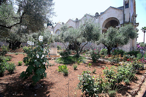 21 Israel, Jerusalem, Garden of Gethsamane