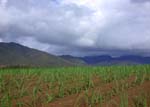 004 Sugar Cane in Pioneer Valley