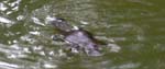 010 Platypus Paddles in Broken River