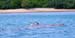 DSCN6505 Rolf Swims with Dugong in Lamon Bay