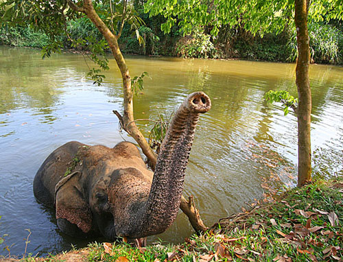 15 Elephant in River, Sri Lanka