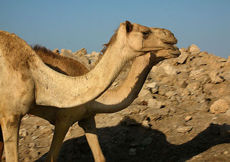 10 Camel Duo heads for the restaurant, Suakin, Sudan