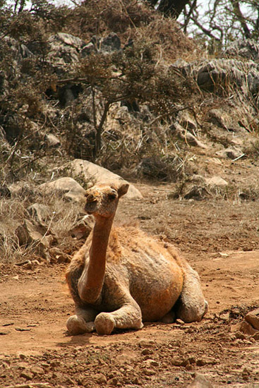 08 Camel Staring