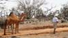 03 Two camels follow Gunter