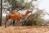 05 One Camel on Hilltop