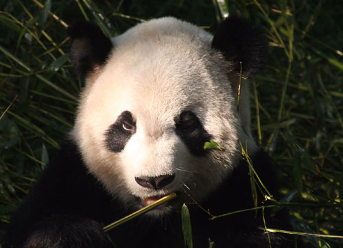 02 Panda Portrait