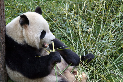06 Happy Panda Against Tree