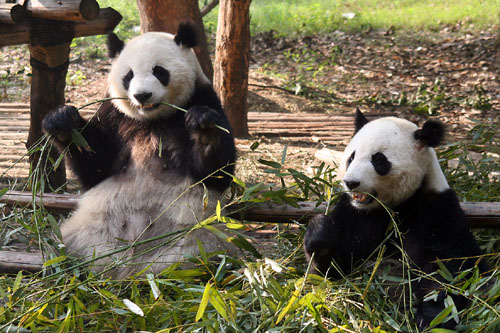 08 Two Pandas by a Fence