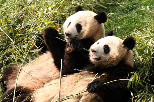 10 Two Pandas in Sync