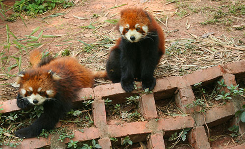14 Two racoons at preserve
