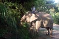 IMG_5926 Elephant stops to eat