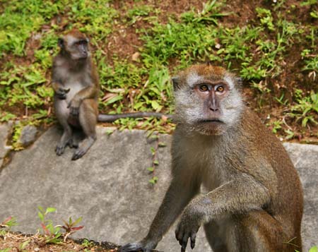 Monkeys along the road