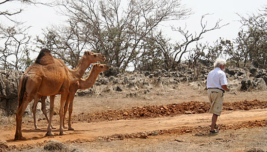 03 Curious camels follow Gunter